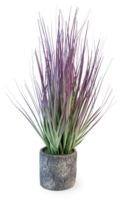 Boston International Purple Grass