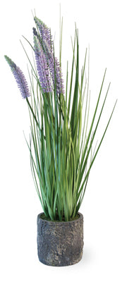 Boston International Lavender Grass